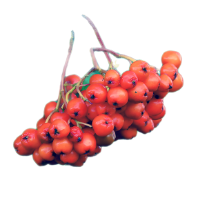 close up of a ripe rowan berry umbel, background removed 