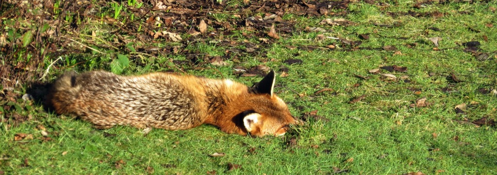 fox snoozing in the garden